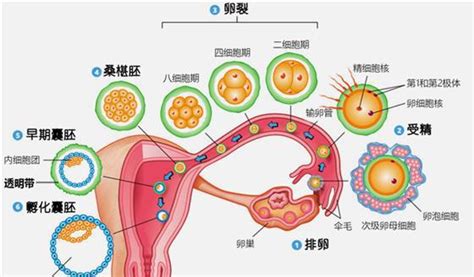 國家心理咨詢師二級證