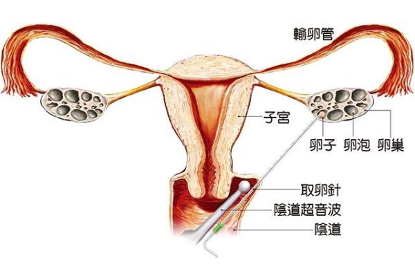 備孕女性