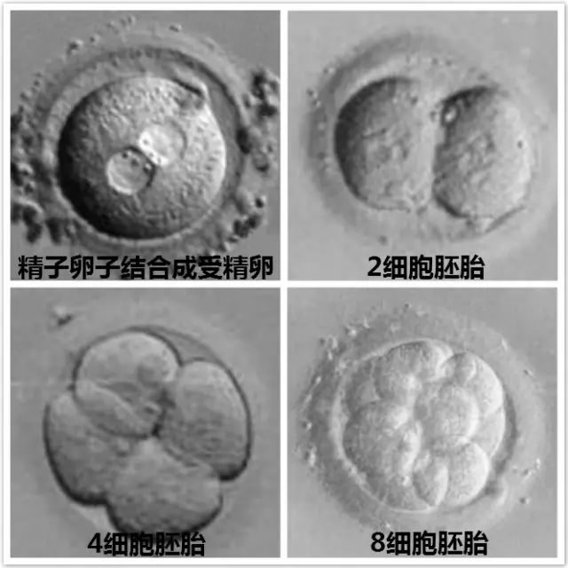 備孕
