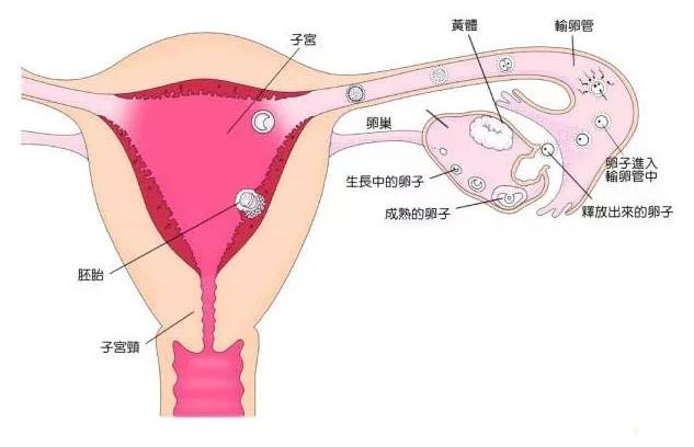 備孕