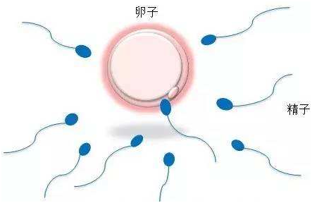 女備孕