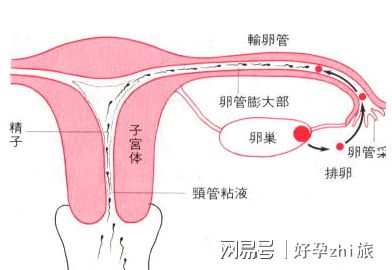 孕期運(yùn)動(dòng)