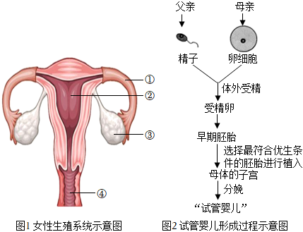 墮胎懺悔文