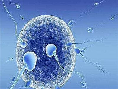 想懷男孩備孕