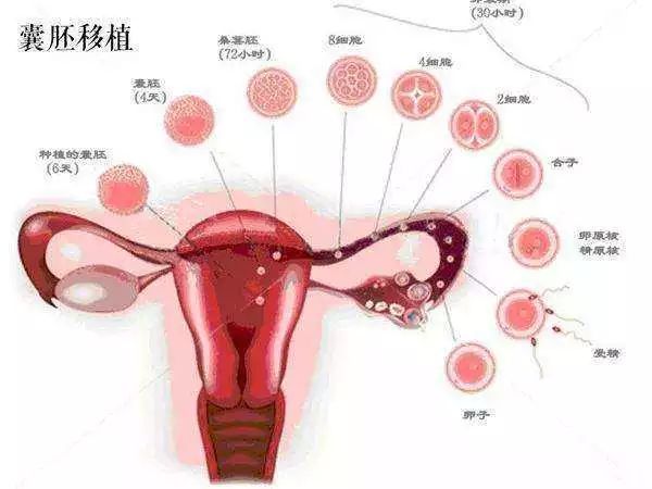 備孕期間