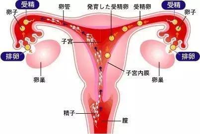 嘉興試管嬰兒醫(yī)院