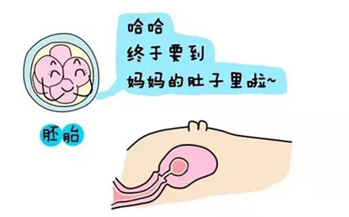 捐卵