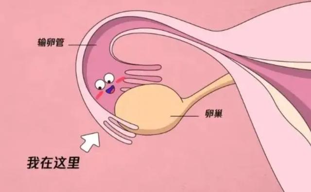 **怎么才能讓女生懷孕**