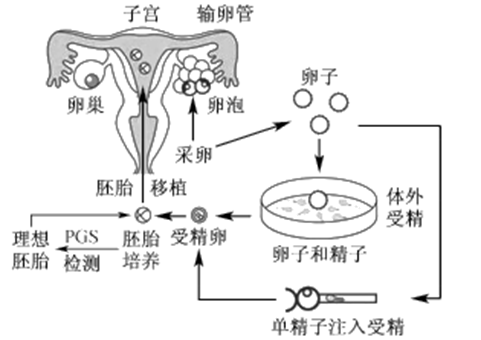 女性捐卵