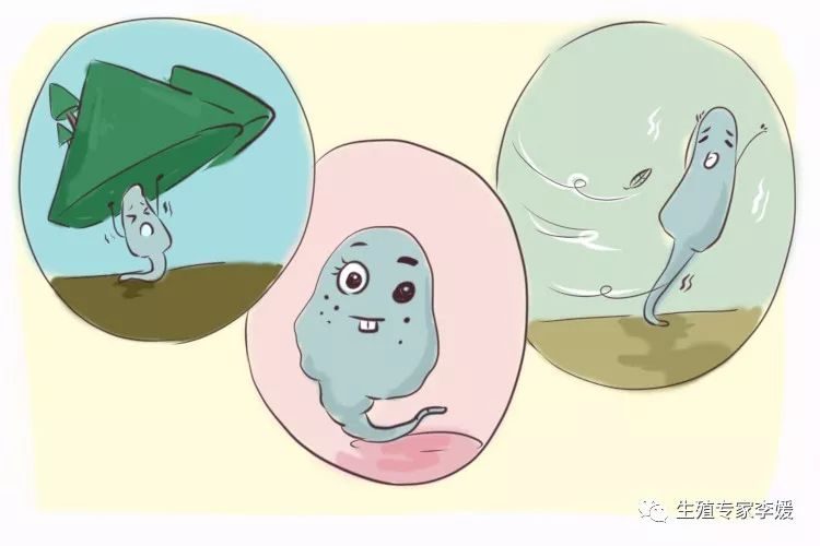 捐卵的女孩
